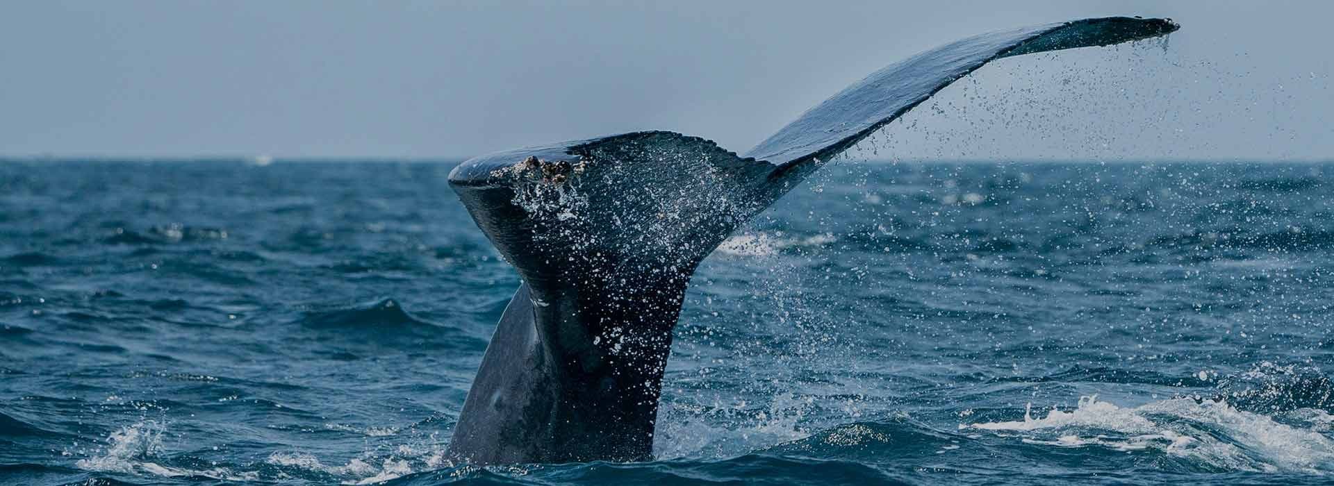 Trincomalee Deep Blue The Majestic Whale Safari
