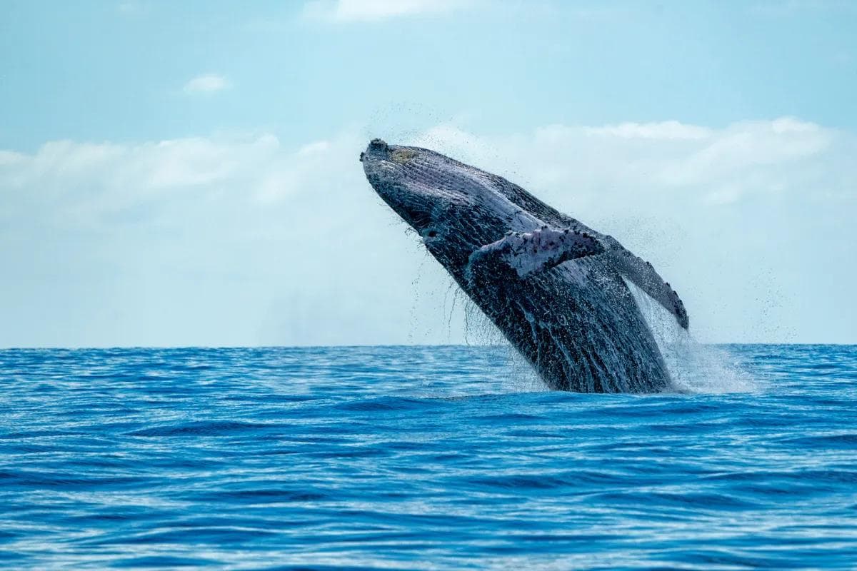 Whale Watching in Trincomalee: Best Season and What to Expect
