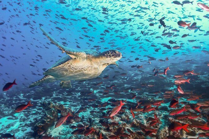 Pigeon Island National Park: The Coral Kingdom
